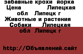 забавные крохи- йорка › Цена ­ 15 000 - Липецкая обл., Липецк г. Животные и растения » Собаки   . Липецкая обл.,Липецк г.